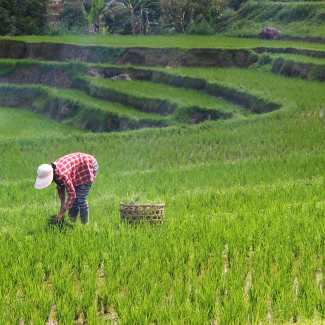 Person in a red checked shirt and white hat planting rice in rice terraces