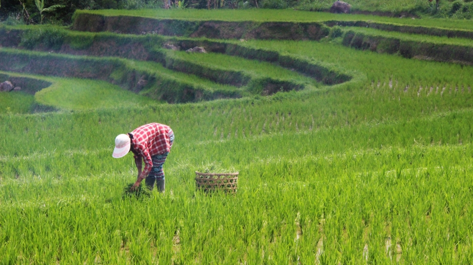 Person in a red checked shirt and white hat planting rice in rice terraces