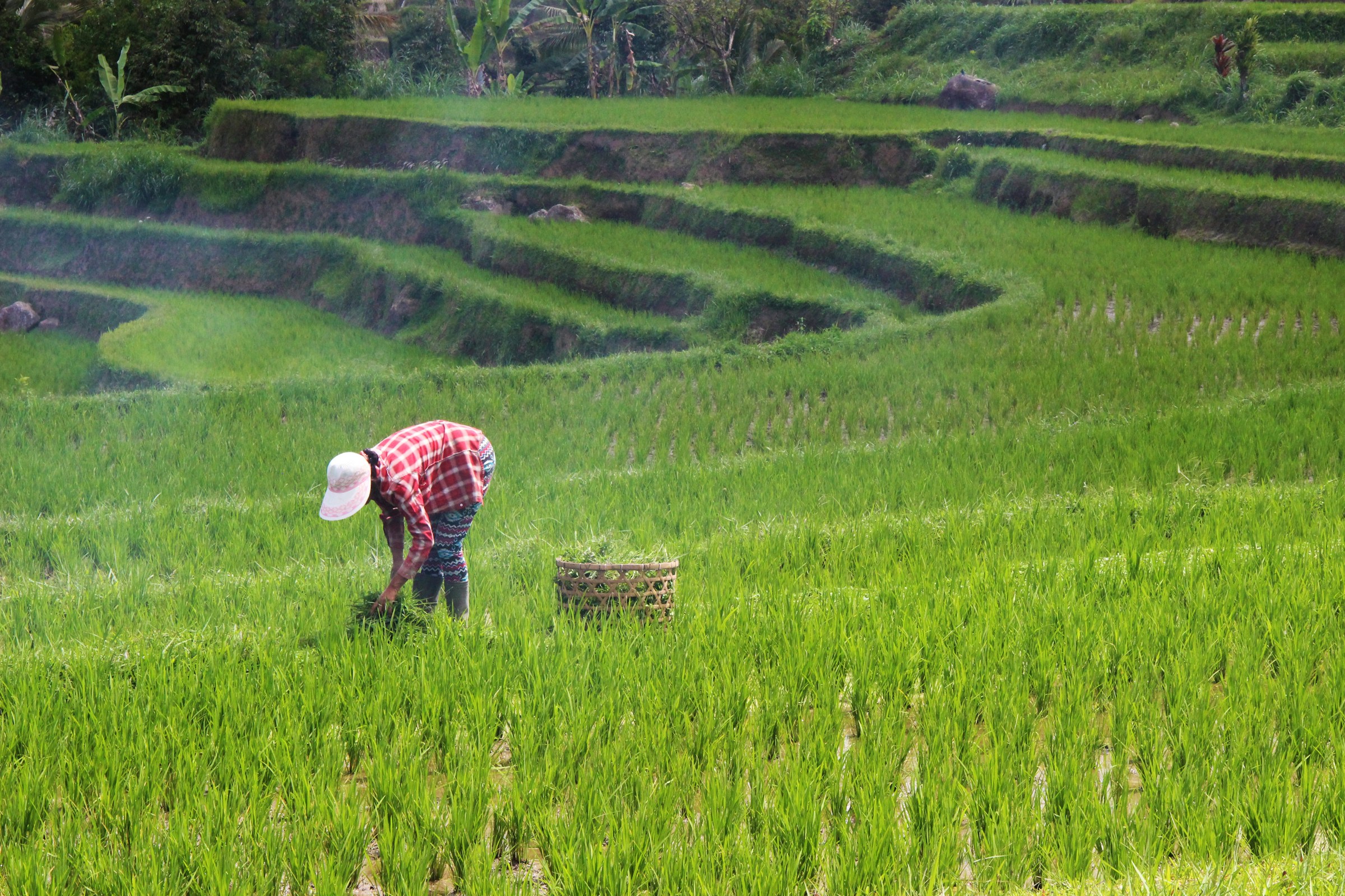 Person in a red checked shirt and white hat planting rice in rice terraces